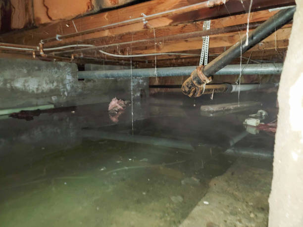 Best 24/7 water damage repair  in Cottage Grove, MN